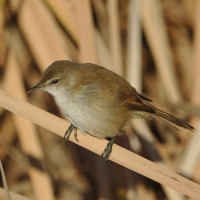 Lesser Swamp Warbler